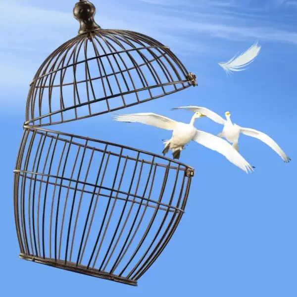 Blauwe lucht. Vogelkooi openen. Een witte veer in de lucht. Twee Bewick-zwanen die bekend staan om hun monogamie en liefde, vliegen hoog de wijde wereld in. Dit beeld staat symbool voor liefhebben in vrijheid.